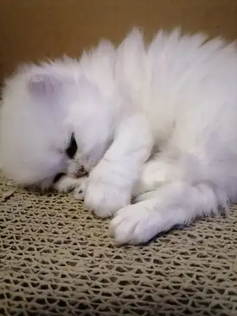 Продажа шотландского котенка, фотография 3