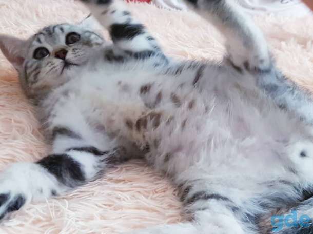 Щотланский котик., фотография 3