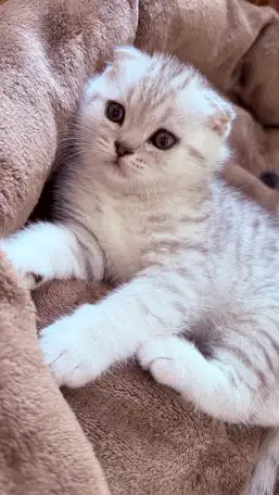 Шотландский вислоухий котенок, фотография 3
