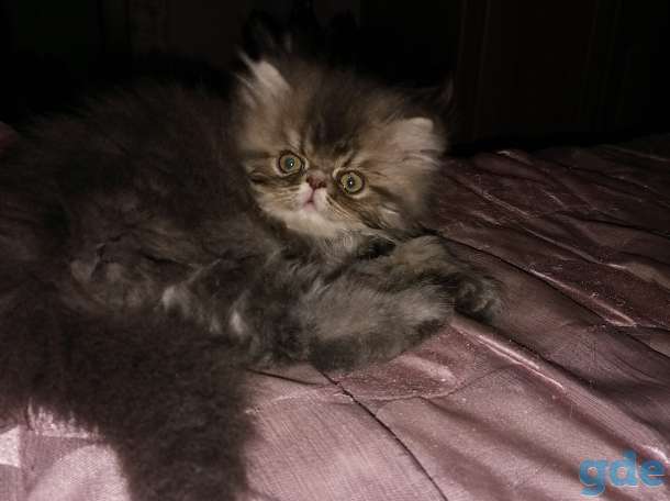 Котята, фотография 3
