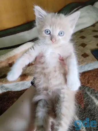 Котята, фотография 1