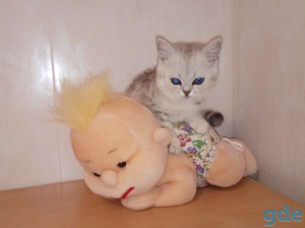 Продать котята разных окрасов, фотография 4