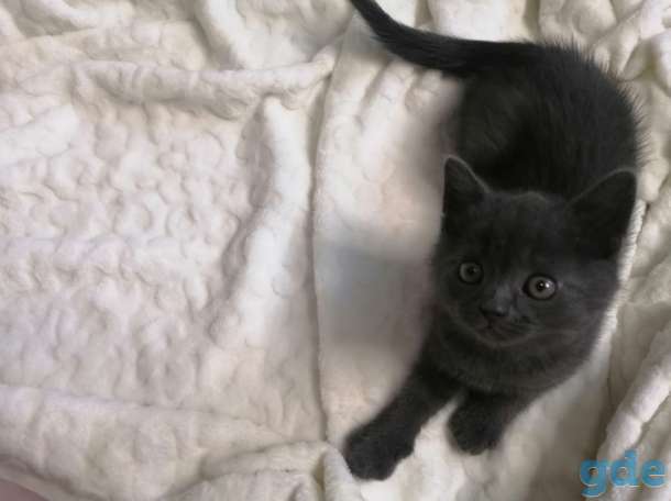 Шотландские котята, фотография 3