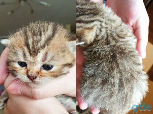 БРОНЬ котята британская короткошерстная, фотография 4