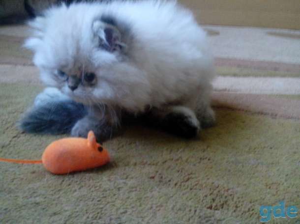персики котята, фотография 6