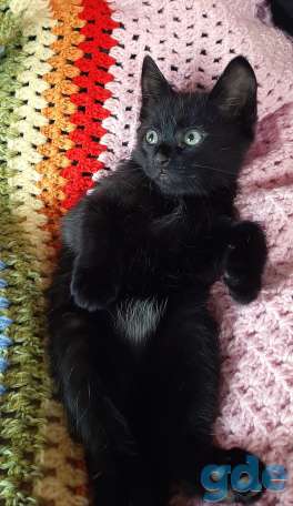 Котята в хорошие руки, фотография 7