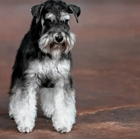 Щенки цвергшнауцера, фотография 9