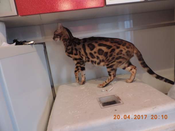 Бенгальские котята, фотография 5