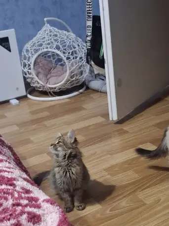 Котёнок в дар, фотография 3