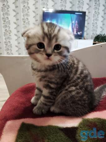 Шотландский вислоухий котенок, фотография 7