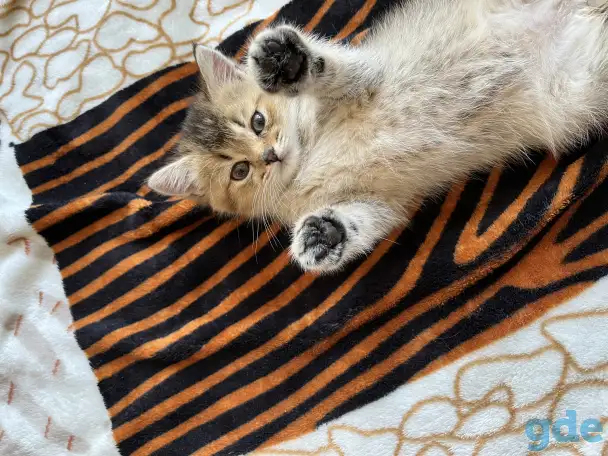 Котята Шотландские вислоухие, фотография 3