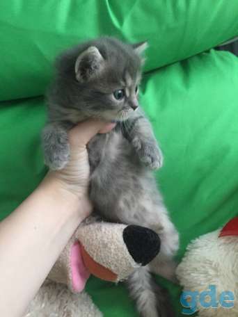 Котёнок, фотография 2