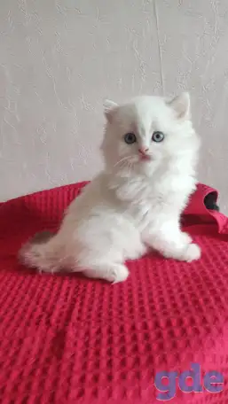 Шотландские котята с голубыми глазами, фотография 4