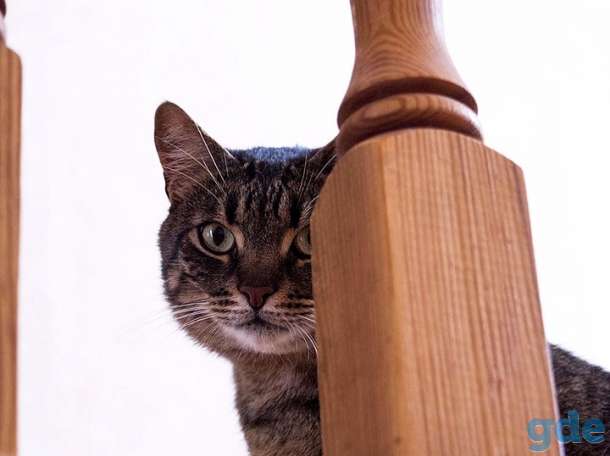 Кот Тигра, привит, кастрирован, фотография 4