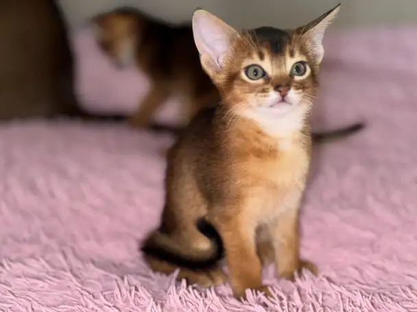 Абиссинские котята, фотография 3