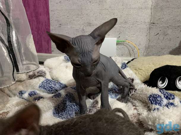 Котята  Донского сфинкса., фотография 7