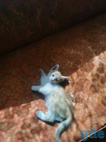 Котята в хорошие руки, фотография 9