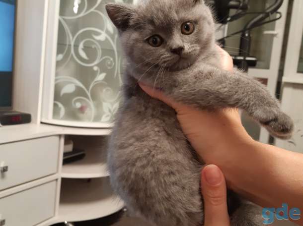 Британские котята, фотография 1