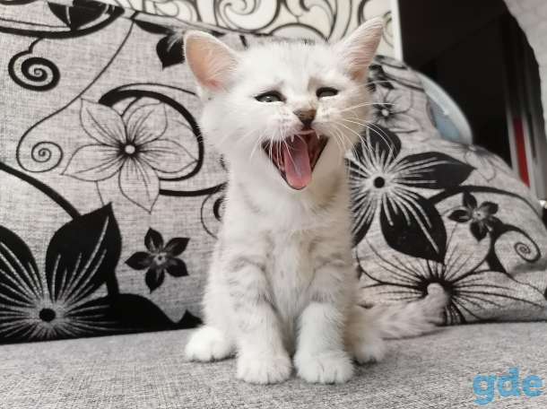 Котёнок, фотография 2