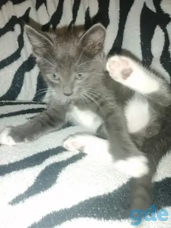Отдам котёнка в добрые руки, фотография 4