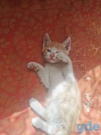 Котята в хорошие руки, фотография 3