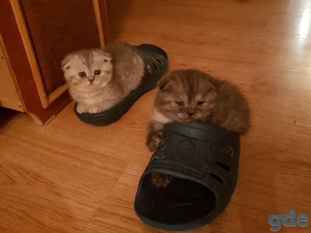 Шотландские вислоухие котята, фотография 4