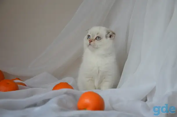 Шотландские котята, фотография 3