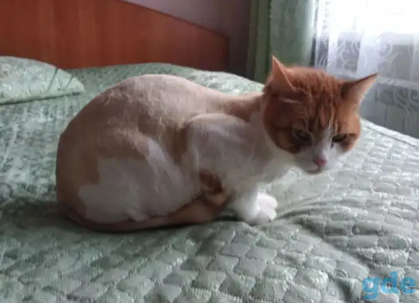 груминг котов, фотография 3
