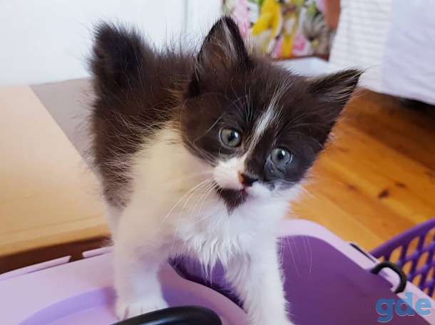 Котята бесплатно., фотография 4