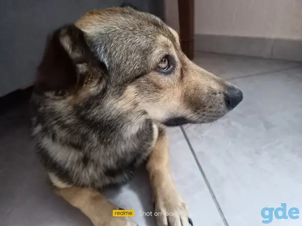 Собака, в хорошие руки., фотография 1