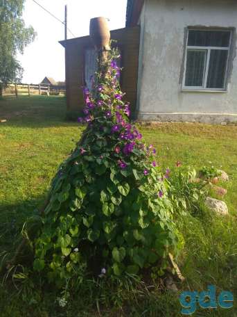 Дом в живописной деревне рядом с Неманом, р-н, д. Лотевка, фотография 3