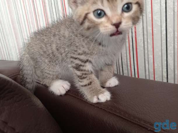 котята в дар, фотография 2