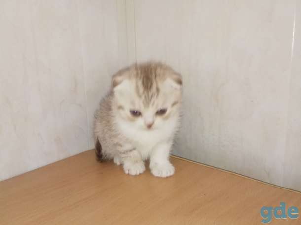 Продать котята разных окрасов, фотография 2
