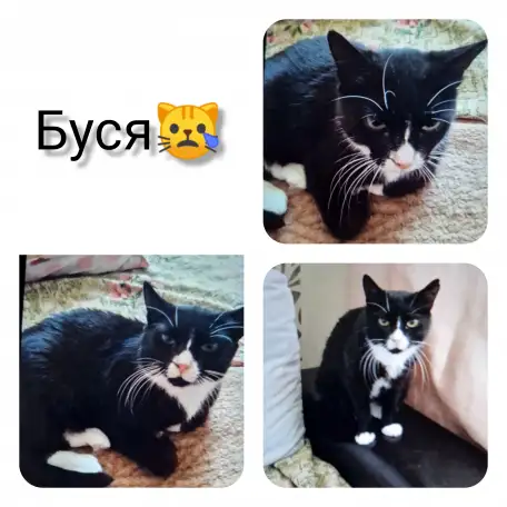 Буся в дар. Срочно, фотография 1