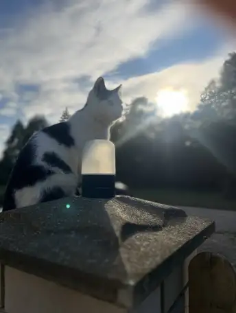 Котенок ищет дом!, фотография 2