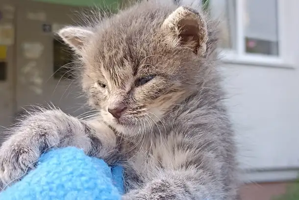 Срочно! Маленький Котенок мальчик в дар!, фотография 2