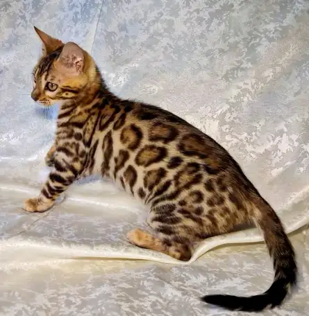 Бенгальские котята, фотография 7