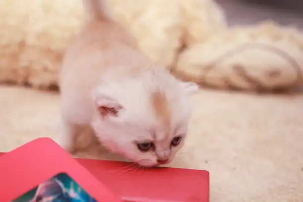 Котята шотландские, фотография 5
