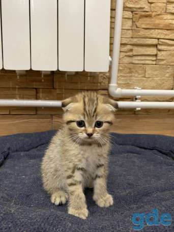 Котята, фотография 6