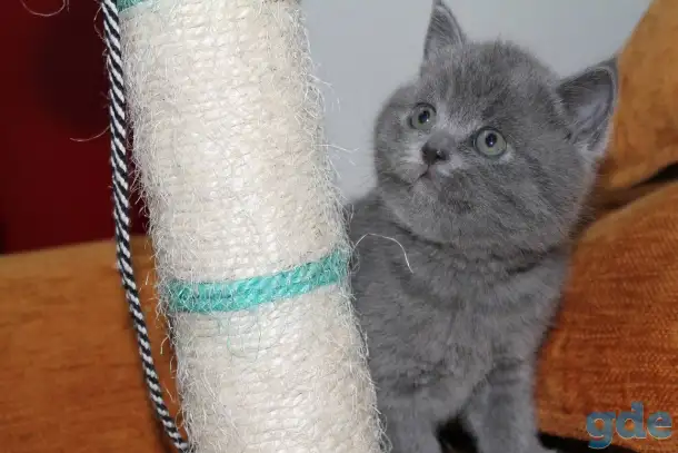 Котята британцы, фотография 2