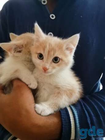 Котята ищут дом, фотография 2