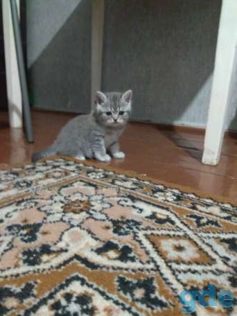 Шотландские котята, фотография 7