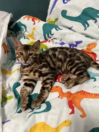 Бенгальский котенок. Мальчик, фотография 6