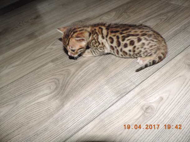 Бенгальские котята, фотография 2