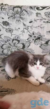 Отдадим котика в хорошие руки, фотография 3