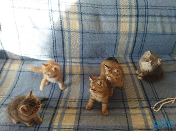 Котята экзоты, фотография 8