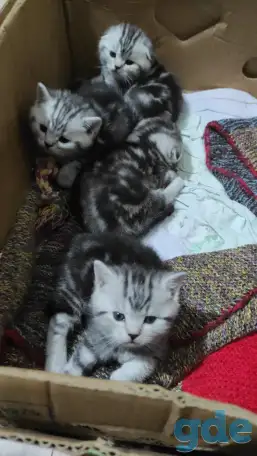 Шотландские мраморные котята, фотография 1