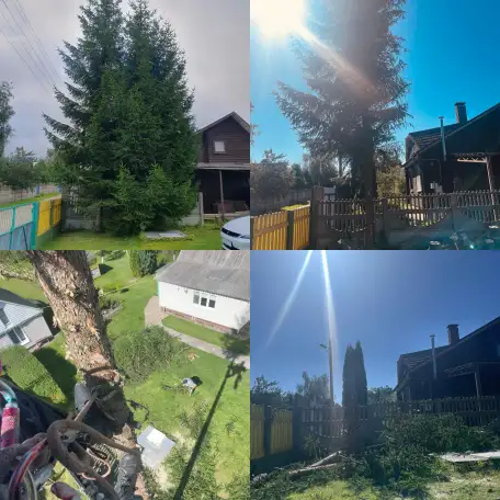 Спил деревьев, услуги альпиниста, фотография 3