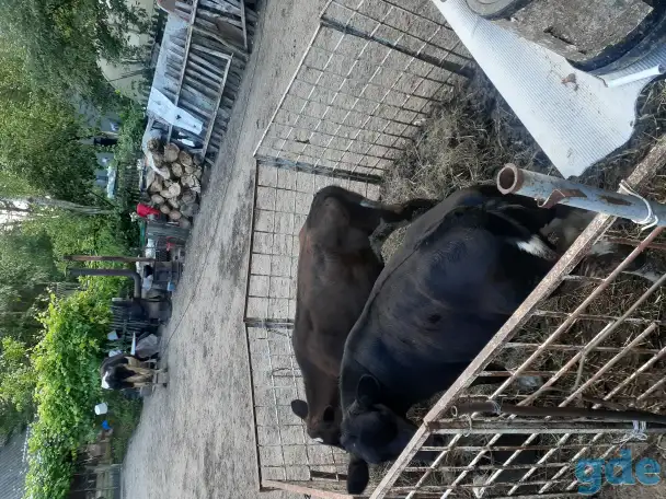 Продам двух телок, фотография 2