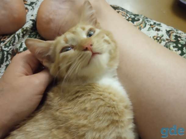 Котёнок в дар, фотография 2